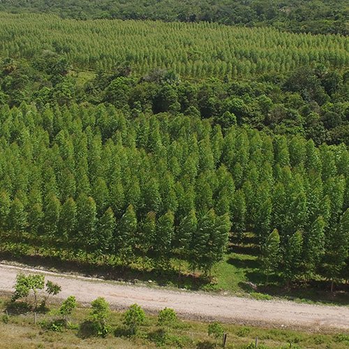 Reforestación y aprovechamiento forestal