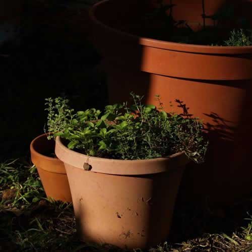 Comercialización de material vegetal insumos y materas